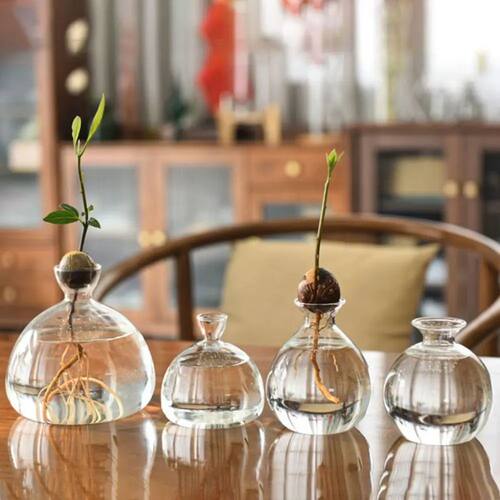 Avocado Hydroponic Vase Simple Transparent Seed Starter Vase