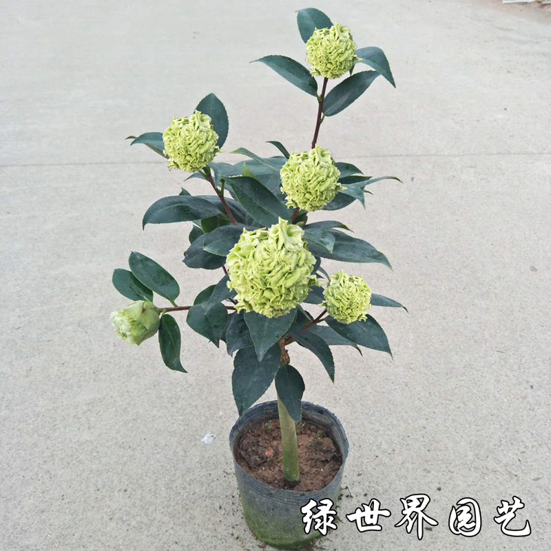 绿可娜茶花美国进口名贵珍稀花卉盆栽苗嫁接盆景阳台室内庭院绿植