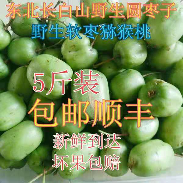 东北野生圆枣子长白山软枣子