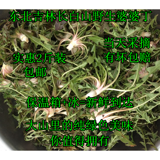 东北长白山新鲜野生婆婆丁2斤装包邮蒲公英苦菜山野菜蘸酱菜1000g