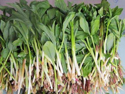 冷冻长白山新鲜野生山迷子2斤装包邮东北蘸酱菜山迷子山糜子1000g