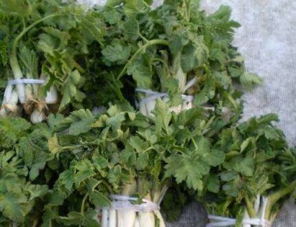 冷冻东北长白山野生山野菜新鲜野生黑瞎子芹东北蘸酱菜 2斤装包邮