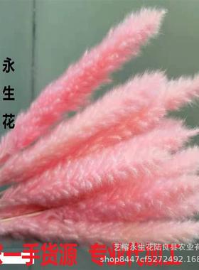 A little reed, Panpas dry flower, a little reed dry flower b