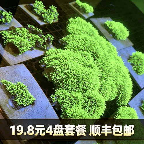 荧光绿草皮人工日本草皮紫皮草皮珊瑚软体海水缸活体长须草皮