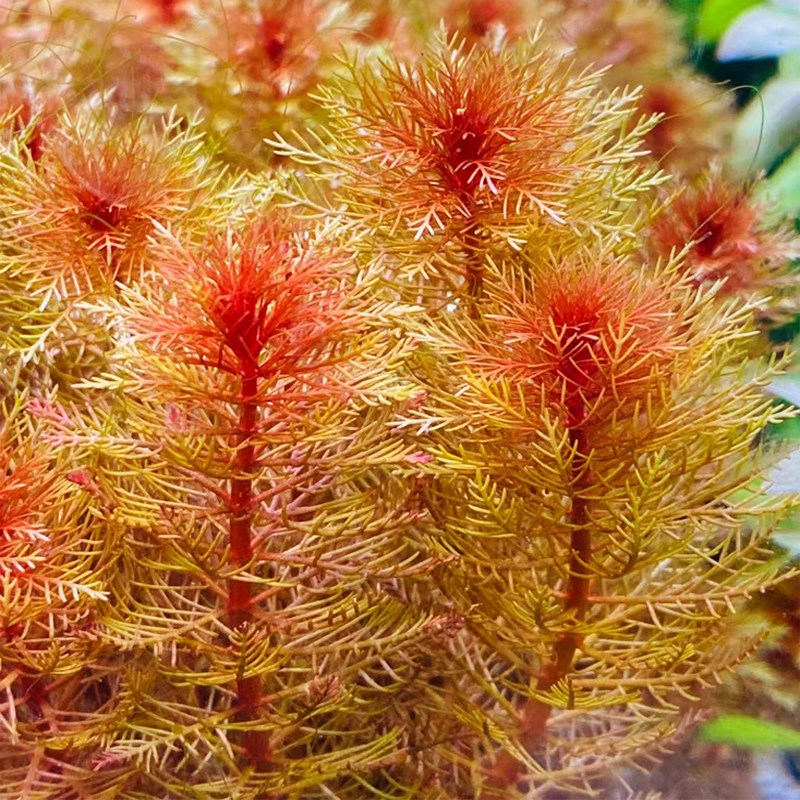 水下叶鱼缸造景草缸荷兰景水草日系新草 红千层 自家生产 水中叶,宠物/宠物食品及用品,水草,淘宝优惠券,粉丝福利购,淘宝优惠卷