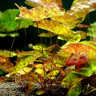 鱼缸懒人 四色睡莲水草/四色虎斑睡莲/中后景水草造景ADA造景