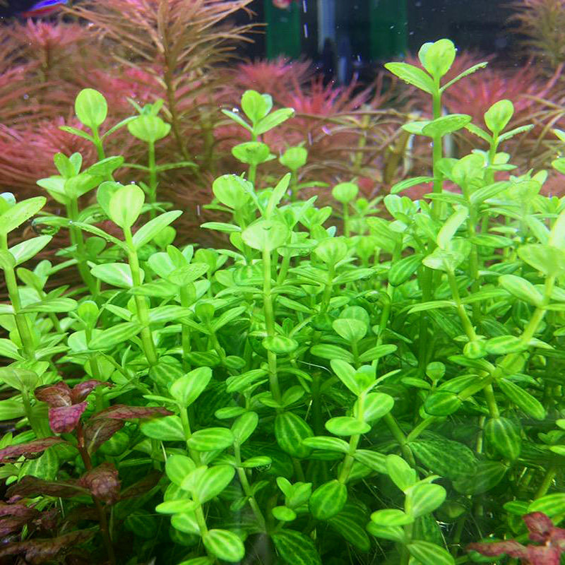 水草秘鲁瓜子草西瓜草水中叶自家养单株西瓜对叶缸造景淡水自养