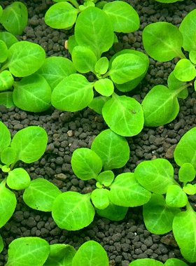 ADA造景鱼缸水草缸懒人易活罗贝力水草 前景草水下叶荷兰式造景