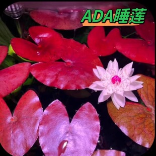 ADA莲秘鲁夜开睡莲草缸造景大叶花虎睡莲活体水下叶水草懒人植物