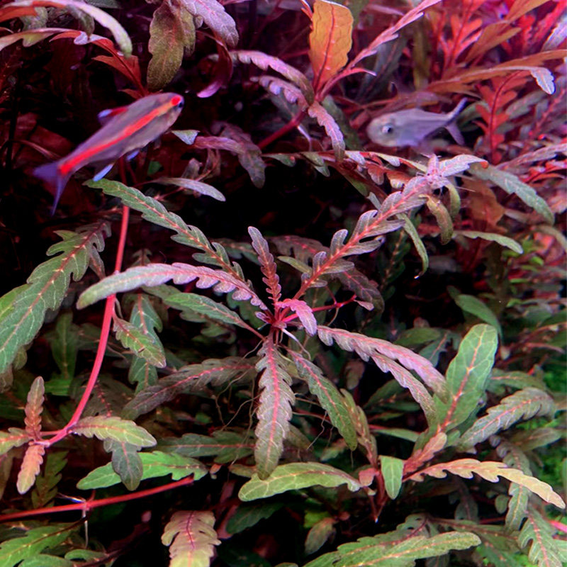 鱼缸造景草缸装饰活体淡水水草羽裂草/水蓑衣草 可与沉木石景搭配