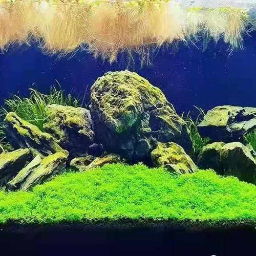 前景草坪天湖荽迷你矮鱼缸坨草