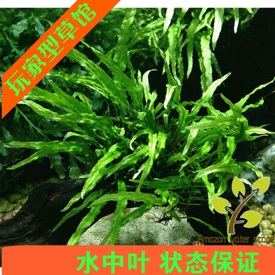 水下叶水草丹麦细叶铁皇冠