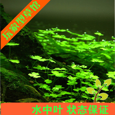 迷你天湖荽水中叶活体鱼缸造景