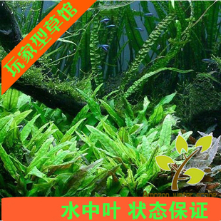 水下叶鱼缸水草绿温蒂椒草Cryptocoryne wendtii (Green form)