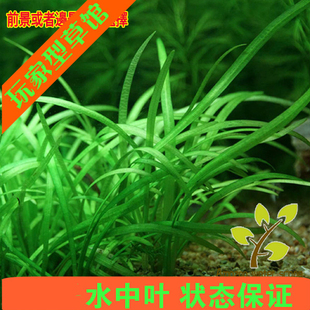 鱼缸造景活体水草迷你水兰小水兰 前景懒人易活溪流缸原生缸造景