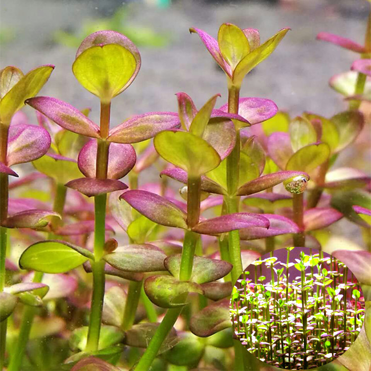 亚马逊水景馆淡水新品 紫红圆叶水草中后景草造景水下叶鱼缸装饰