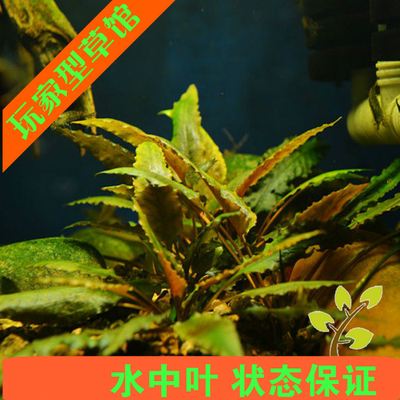 南美缸亚马逊咖啡自家水中叶椒草