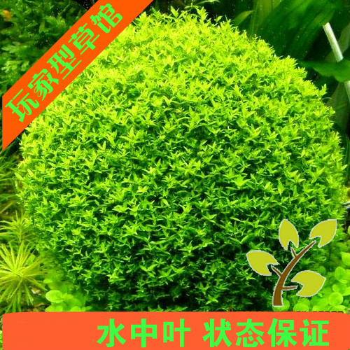 懒人好养活体水草日本珍珠适合