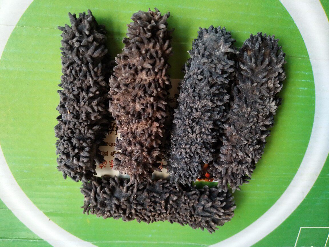 梅花刺海参奥州梅花海参凤梨海参10年野生刺海参进口海参干货
