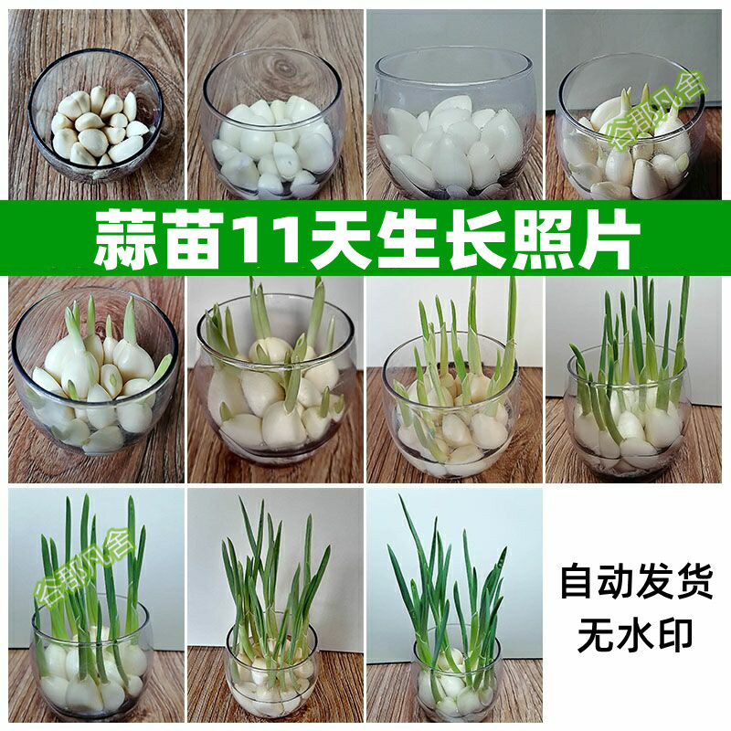 生长大蒜记植物水培照片jpg记录成长11图片素材蒜苗记观察天拍摄