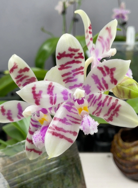 W8302 TE689 Telu x 盾 优品