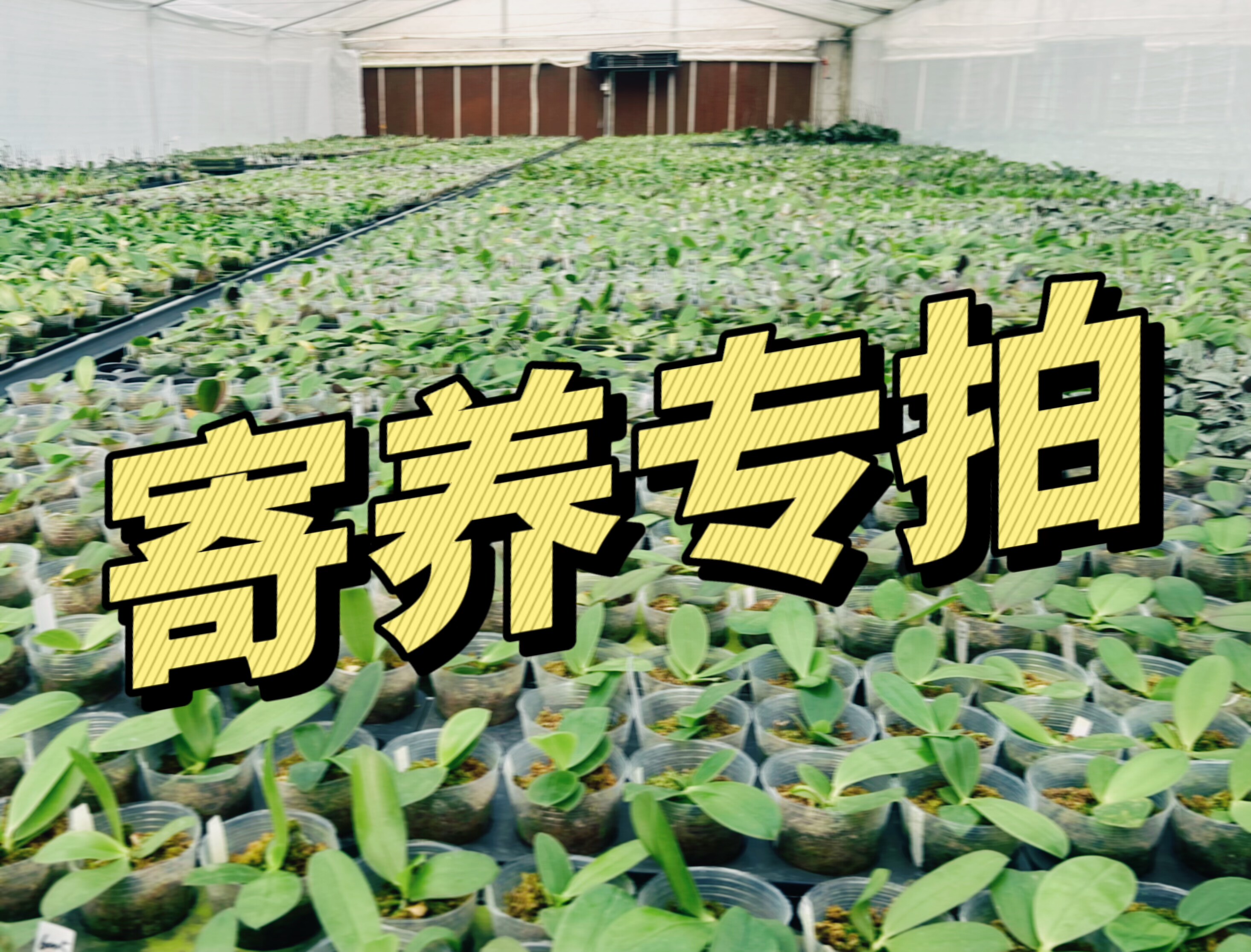 寄养链接