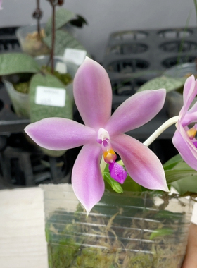 W8069 TE616 香妃二代 暗跳斑