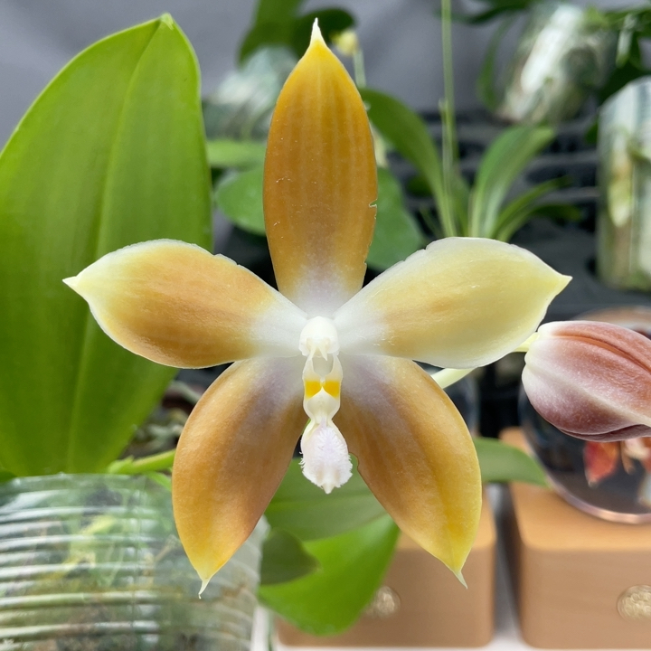 W7471 TE379 绝绝子 咖黄跳