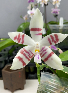 W8300 TE692 Telu x 盾