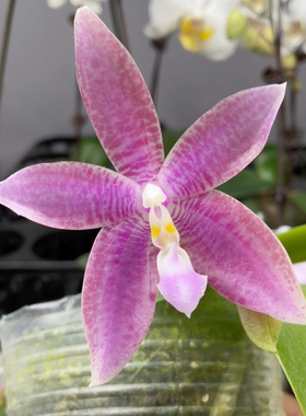 W7712 TE1073优品 双梗