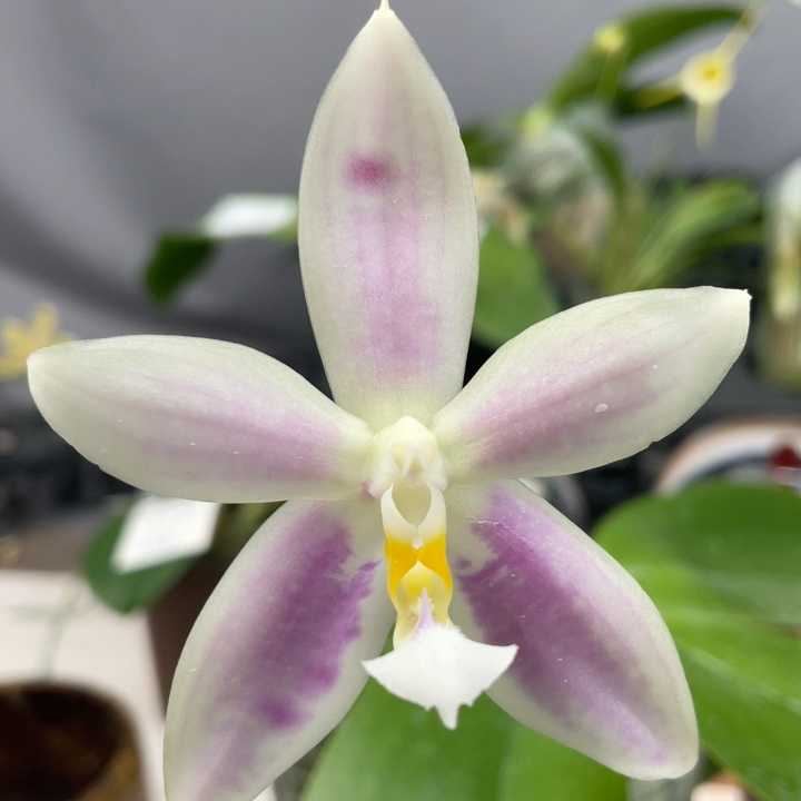 W7465 TE1073绝绝子