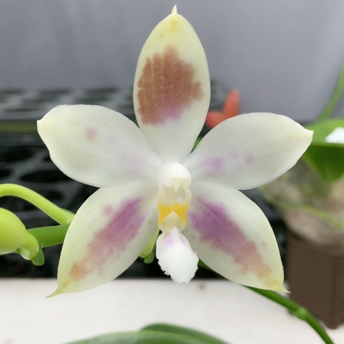 A0068 TE509绝绝子 晕染炫彩
