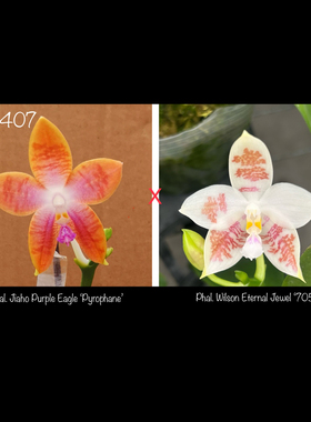 TE-407 实生盲盒2.8寸