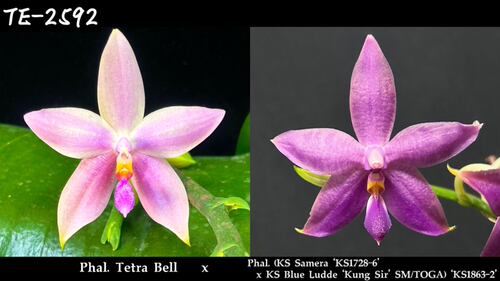 TE2592 1.7寸实生盲盒 香妃x路帝沙美拉