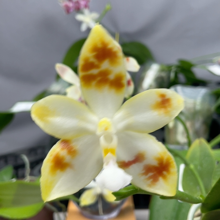 W7473 TL6010绝绝子