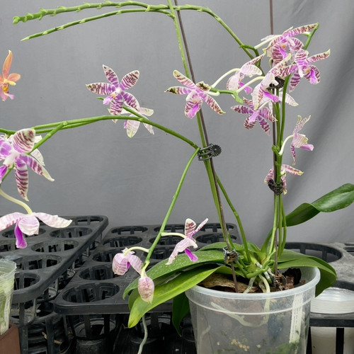 W8549 Telu 老版 7梗 分叉 双连体苗