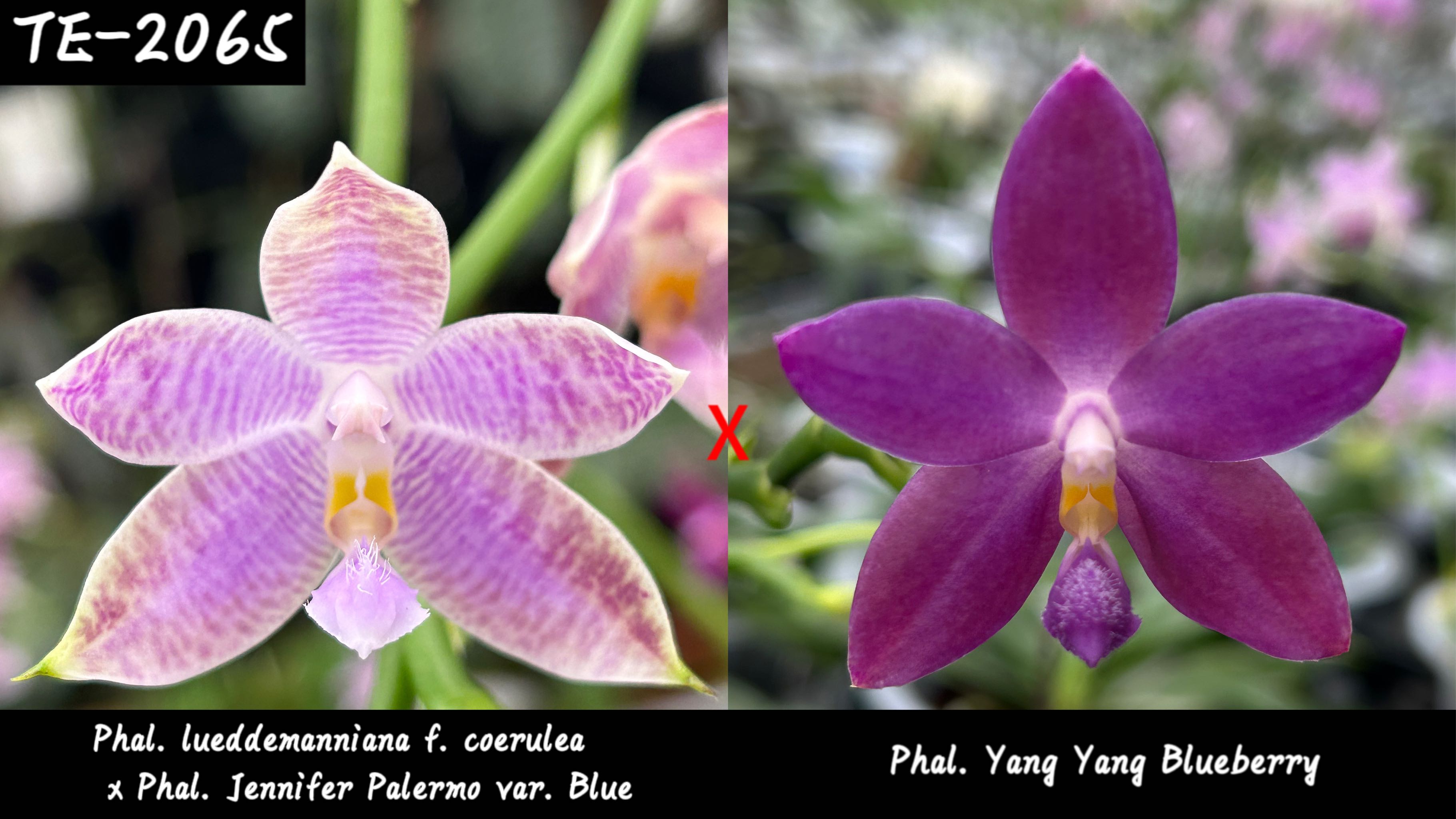 TE2065 1.7寸实生盲盒