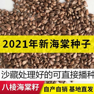 八棱海棠树种子果树种子净籽嫁接苹果树种子砧木种子包邮