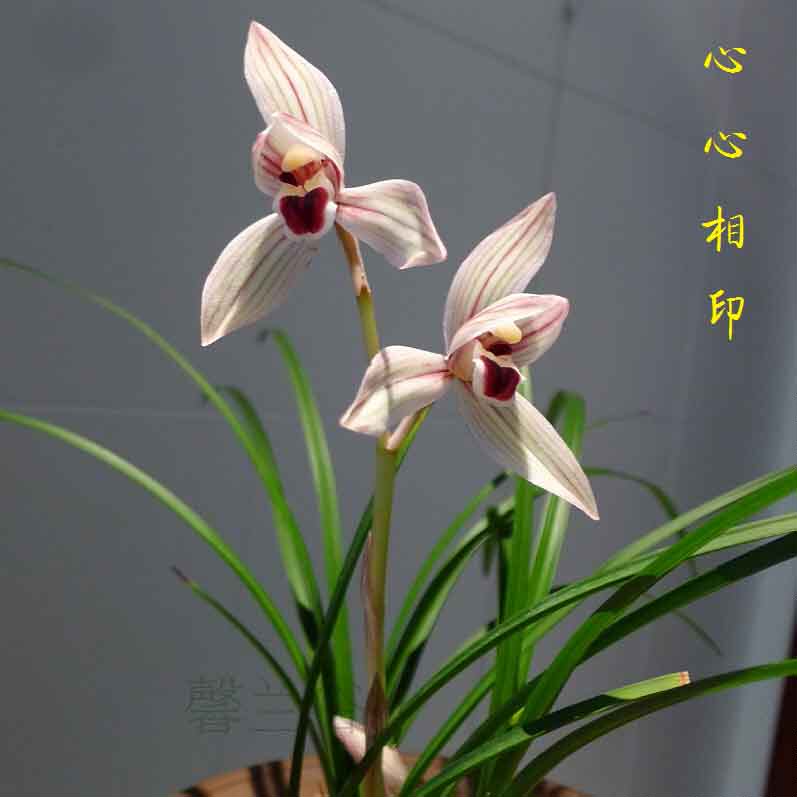 心心相印兰花苗莲瓣兰名品办公室桌面植物盆景室内鲜花花卉盆栽