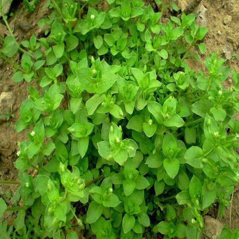 繁缕种子鸡肠菜鹅肠野菜减重中草药材耐霜冻小被单草茶乌云草种