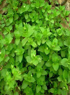 繁缕种子鸡肠菜鹅肠野菜减重中草药材耐霜冻小被单草茶乌云草种