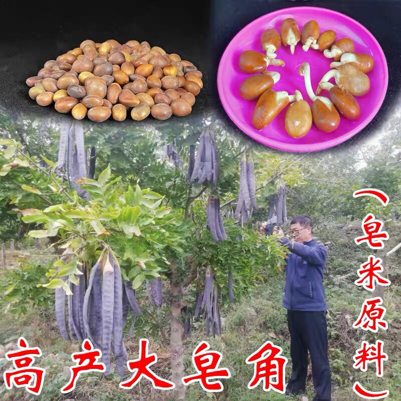 新鲜大皂角种子高发芽率皂荚树皂米天然肥皂巨型刺篱笆绿化中药材