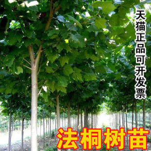 法桐树法国法桐青皮梧桐 法桐苗 泡桐树苗 行道树木 悬铃木绿化苗