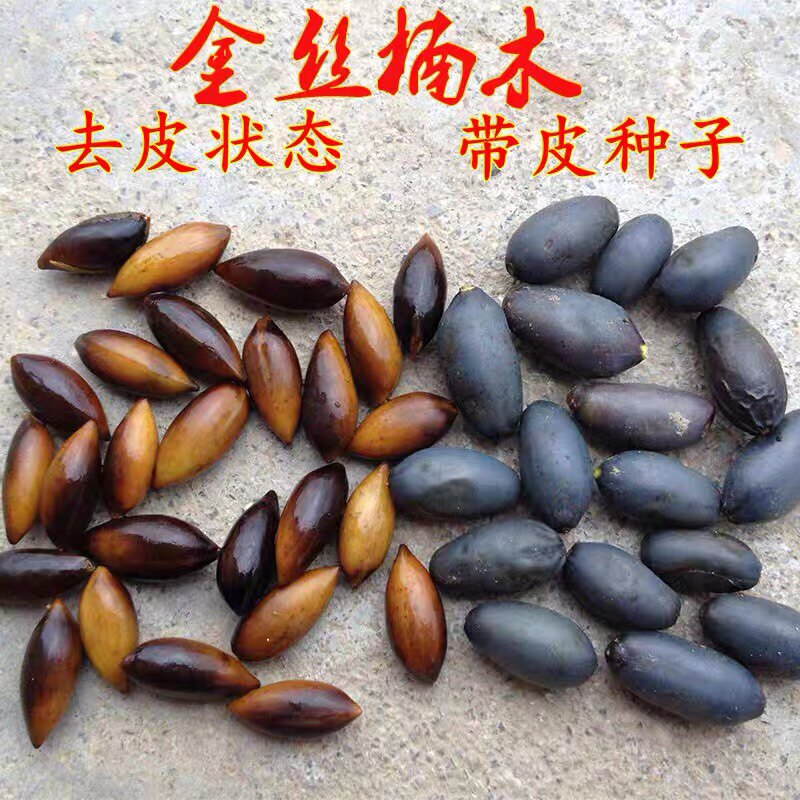 金丝楠木种子小叶紫檀白檀黄檀桢楠沉香蓝花楹红花楹凤凰木黄花梨