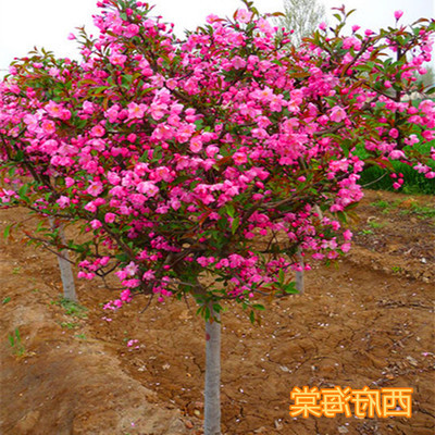 海棠花苗盆栽 四季开花不断盆景 重瓣造型老桩苗窗台庭院绿化树苗