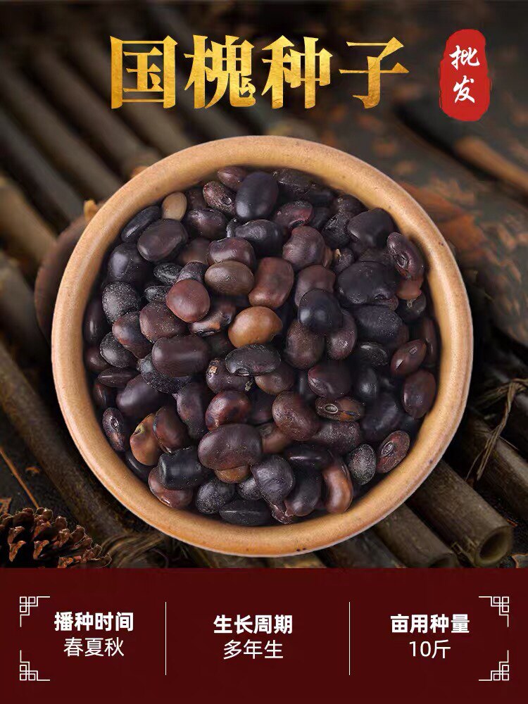 精选国槐种子树苗新产速多年生国槐籽林木刺槐紫穗槐树种药用食用