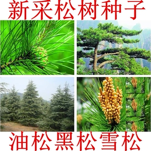 新采松树种子 黄山松迎客松马尾松白皮松五针松黑松油松雪松种子