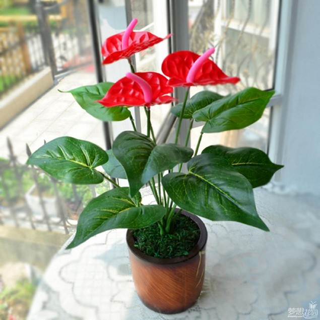 四季栽种盆栽花卉植物红掌花苗 白掌花苗水培土栽绿植.耐寒