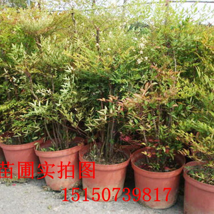 南天竹树苗红天竹苗庭院观叶植物桌面绿植