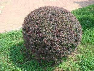 绿化苗花坛灌木篱笆树苗红叶小檗苗红叶小波紫叶小檗苗红叶树苗